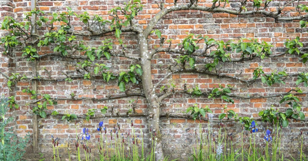 and still the figs ripen