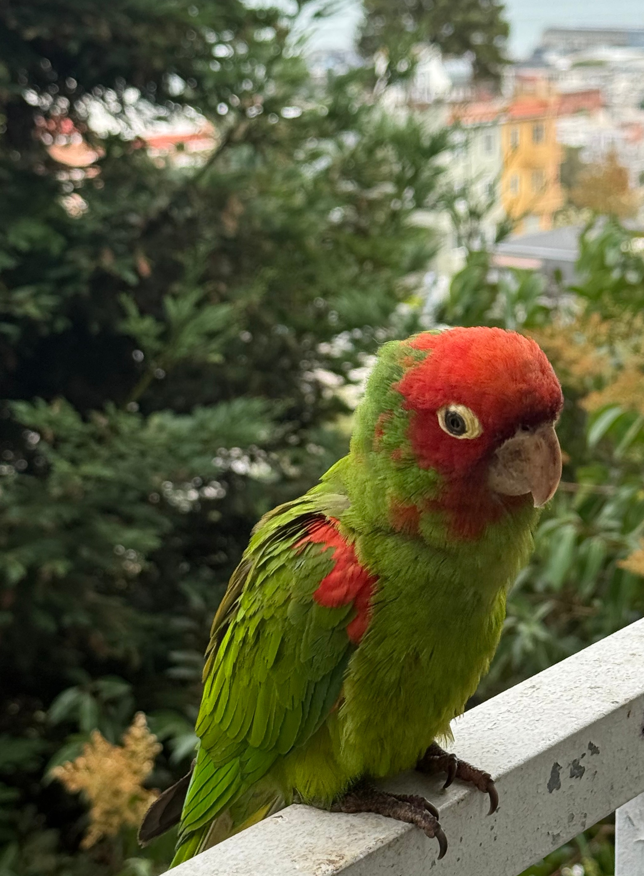 The way of the parrot